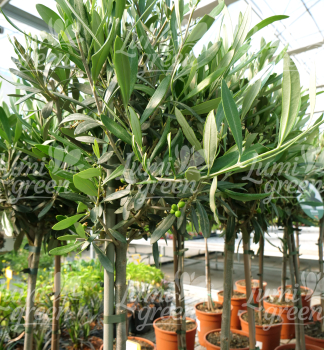 Obr�zok (9)