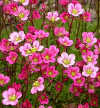 Moos-Steinbrech �FLOWER CARPET� Cont. 1 l