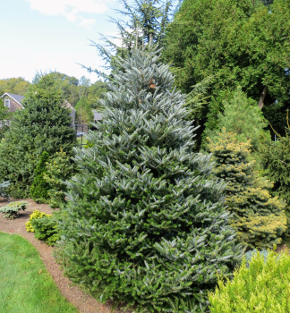 Korea-Tanne �HORSTMANS SILBERLOCKE� 30-40 cm, Cont. 7,5 l