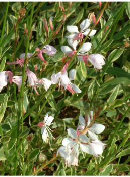 Obrzok (3)