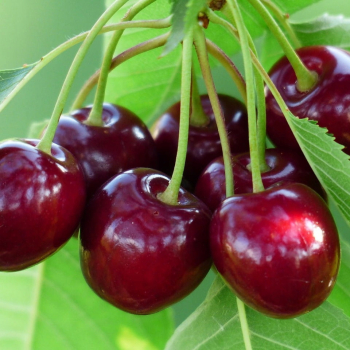 Sauerkirschebaum �NEFRIS� Unterlage Colt, 130-140 cm, Cont. 5 l