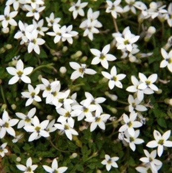 Obrzok
