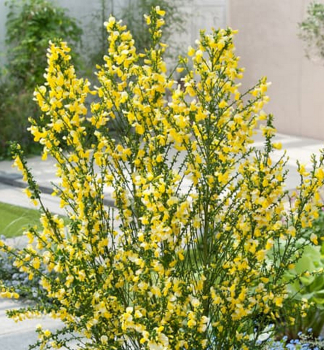 Besenginster �VANESSE� 60-70 cm, Cont. 1,4 l