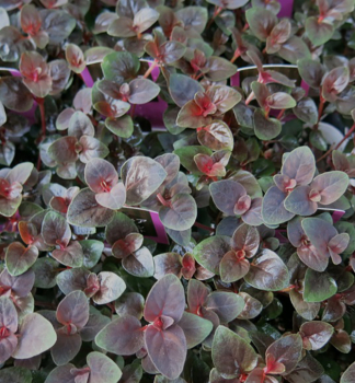 Obrzok (3)