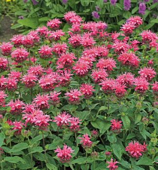 Indianernessel PINK LACE Cont. 0,5 l