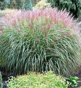 Chinaschilf �FLAMINGO� 40-50 cm, Cont. 2 l