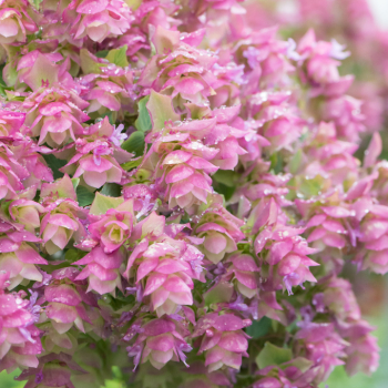 Obr�zok (1)
