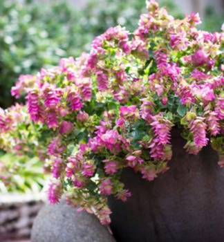 Oregano 'BELLISSIMO', Cont. 0,5 l