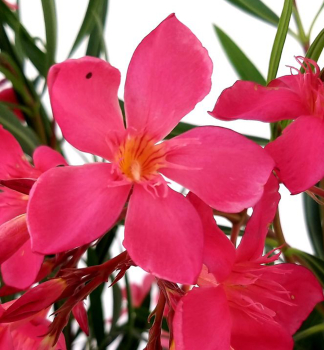 Cyclamen Oleander MARGHARITA, 60-70 cm, kont. 3 l