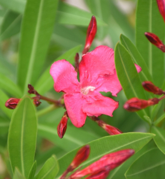 Cyclamen Oleander MARGHARITA, 60-70 cm, kont. 3 l