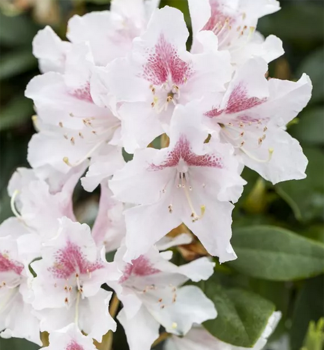 Rhododendron SCHNEEAUGE 30-40 cm, kont. 5 l