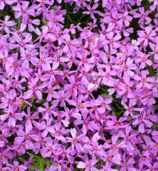 Flammenblume 'MOERHEIMII' Cont. 0,5 l