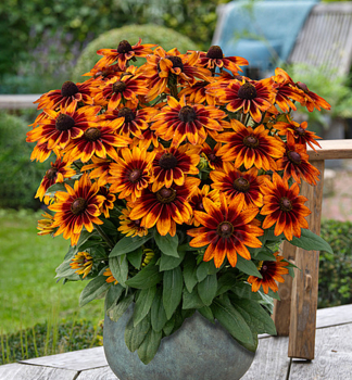 Sonnenhut (Rudbeckia) �SUNBECKIA�SARAH�, Cont. 0,5 l