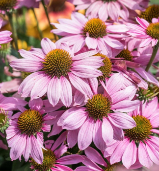 Sonnenhut (Echinacea) �LIGHT PINK PEARL��, Cont. 0,5 l