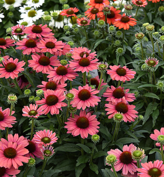 Sonnenhut (Echinacea) �SUN MAGIC�VINTAGE WATERMELON� Cont. 0,5 l