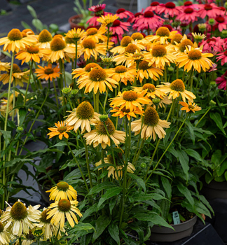 Sonnenhut (Echinacea) �SUN MAGIC�VINTAGE MANGO� Cont. 0,5 l