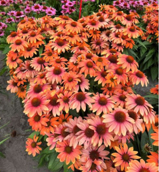 Sonnenhut (Echinacea) �SALMON PEARL�� Cont. 0,5 l