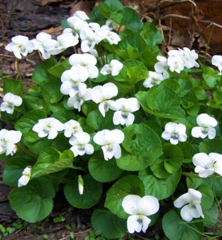 Pfingst-Veilchen ALBIFLORA Cont.  0,5 l