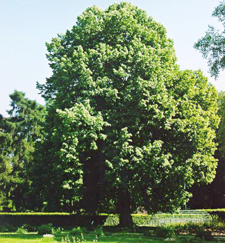 Winterlinde 180-200 cm, kont. 5 l