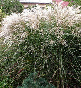 Chinaschilf GRAZIELLA, Cont. 2 l