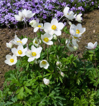 Waldanemone, Cont. 0,5 l