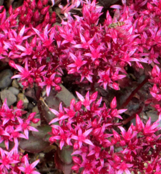 Fetthenne �COCCINEUM� Cont. 0,5 l