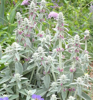 Woll-Ziest 'OLYMPICA', Cont. 0,5 l