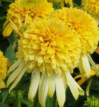 Sonnenhut (Echinacea) �LEMON DROP�� Cont. 0,5 l