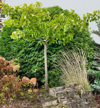 Ginkgobaum 'PENDULA' auf Stamm 120 cm, Cont. 10 l