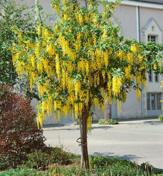 Edel-Goldregen VOSSII an einem Stamm 180 cm, Cont. 15 l