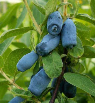 Honigbeere BLUE VELVET 30-40 cm, cont. 2,5 l
