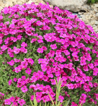 Blaukissen �FLORADO ROSE RED�, Cont. 0,5 l