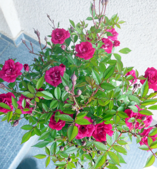Zwergrose �TOPOLINA�NEW PINK� auf Stamm 30 cm, Cont. 2,5 l
