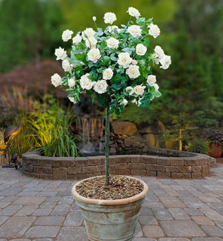 Zwergrose �TOPOLINA�ROYAL WHITE�, auf Stamm 30 cm, kont. 2,5 l