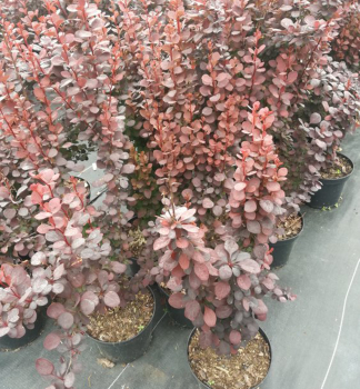 Obrzok (3)