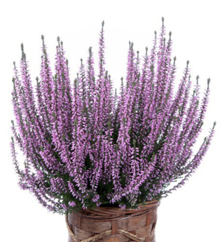 Besenheide 'HILDA' Cont. 0,5 l