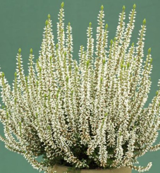 Besenheide 'MARY LU' Cont. 0,5 l