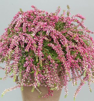 Besenheide ROTE JANINA Cont. 0,5 l
