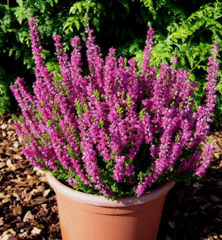 Besenheide ROTER OKTOBER Cont. 0,5 l