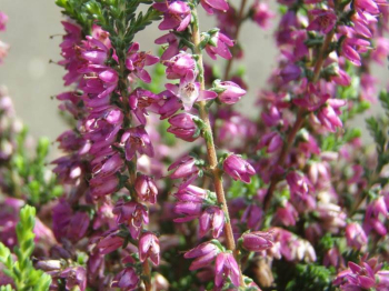 Obrzok (2)