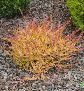 Besenheide 'WICKWAR FLAME' Cont. 0,5 l