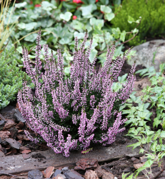 Besenheide 'FREYA', Cont. 0,5 l