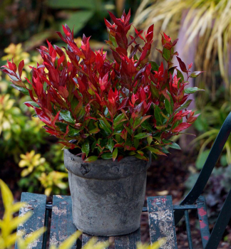 Traubenheide LITTLE FLAMES 15-20 cm, Cont. 2 l
