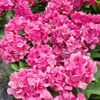 Bauern-Hortensie JIP PINK 30-40 cm, Cont. 4 l