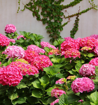 Bauern-Hortensie JIP PINK 30-40 cm, Cont. 4 l