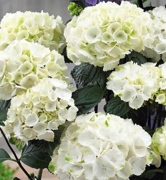 Bauern-Hortensie ICE GIRL 30-40 cm, kont. 4 l