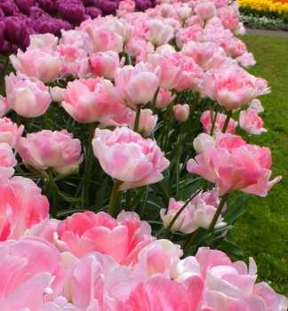 Tulpe ANGELIQUE, Packungsinhalt 5 St.