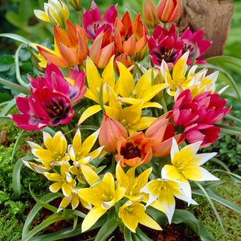 Botanische Tulpe BOTANICAL MIXED Packungsinhalt 10 St.