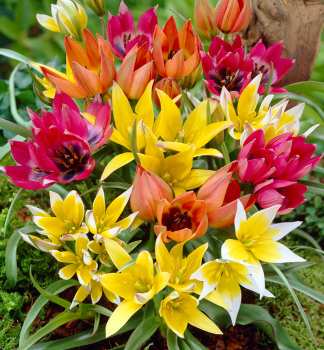 Botanische Tulpe BOTANICAL MIXED Packungsinhalt 10 St.