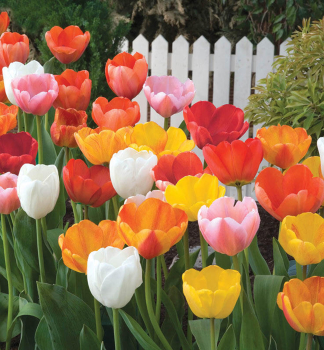 Tulpe DARWIN MIX Packungsinhalt 5 St.